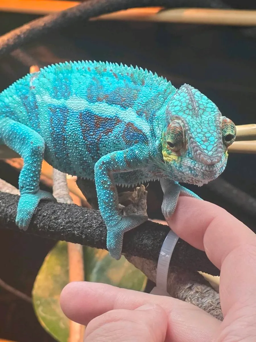 Chameleon panther ambanja - Image 1