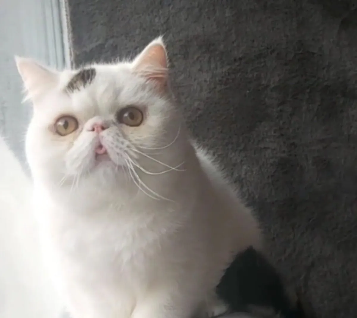 Exotic Shorthair Kitten cat(can deliver) - Image 4
