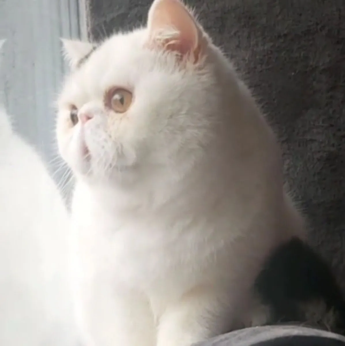 Exotic Shorthair Kitten cat(can deliver) - Image 1