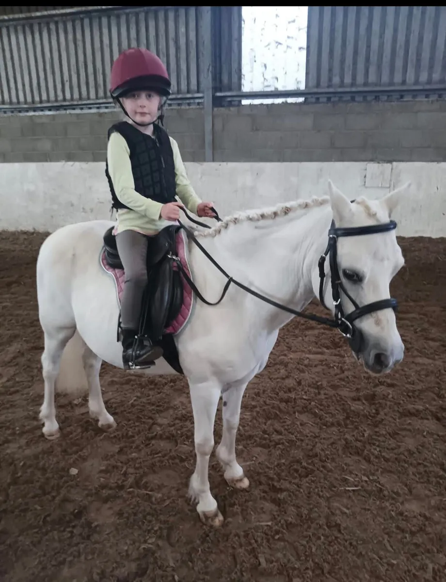 Pony Wanted 12.2- 13.2