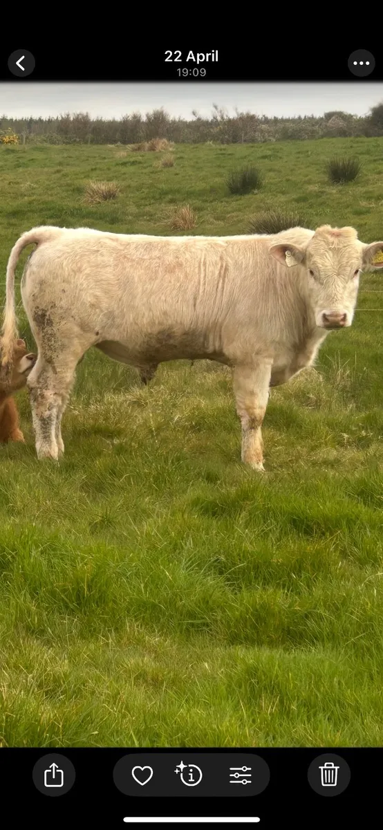 Purebred Charolais bull - Image 1