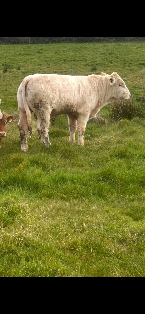 Purebred Charolais bull - Image 4