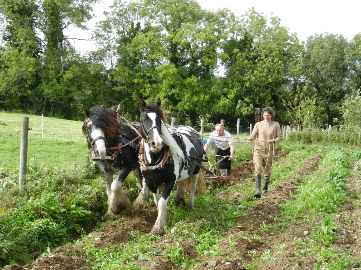 2-day Workshop on teaming up with your horse - Image 2