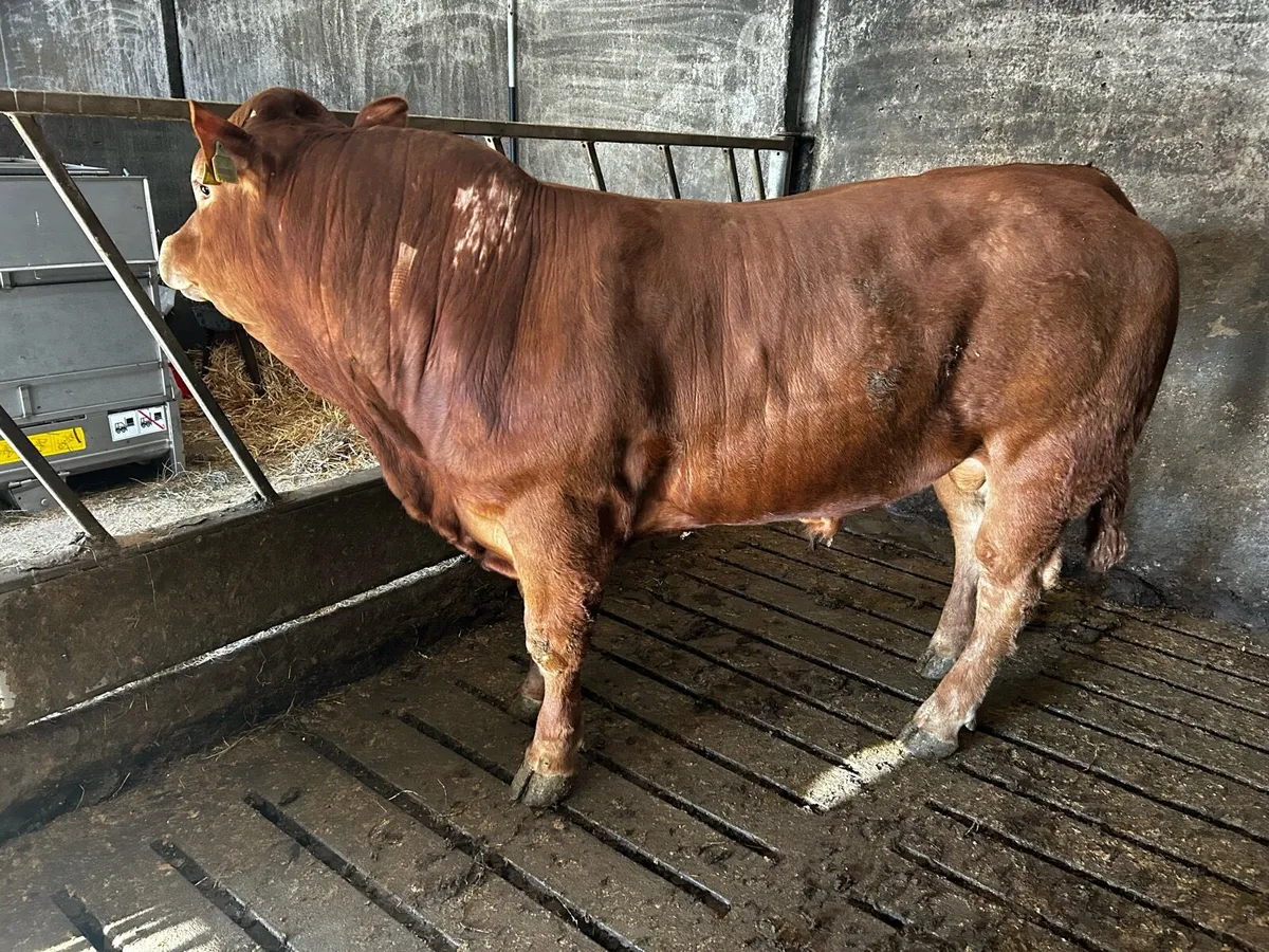 Limousin bulls - Image 2
