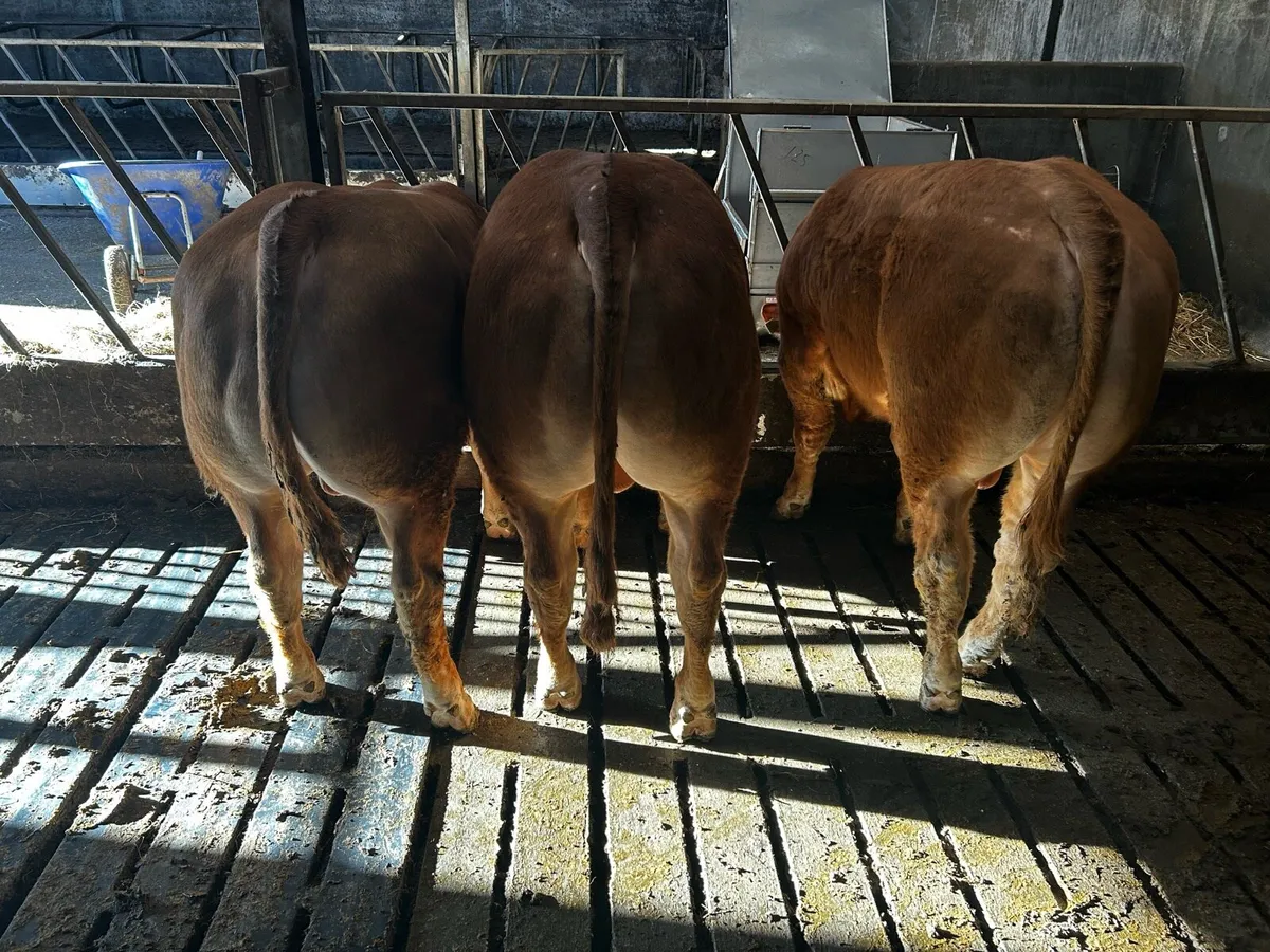 Limousin bulls - Image 3