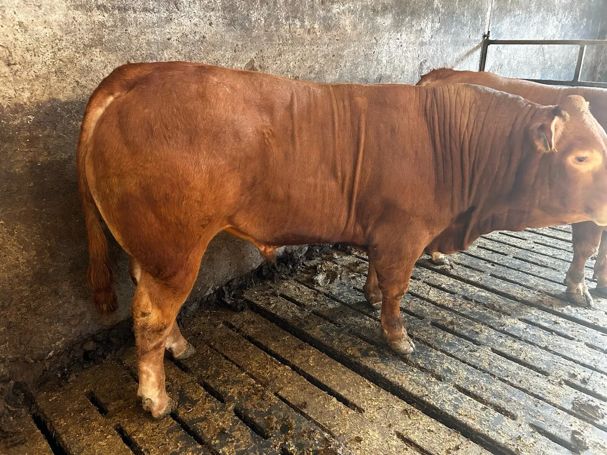 Limousin bulls - Image 1