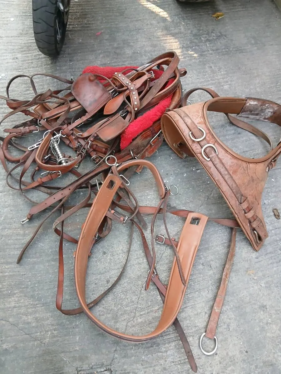 horse harness - Image 1