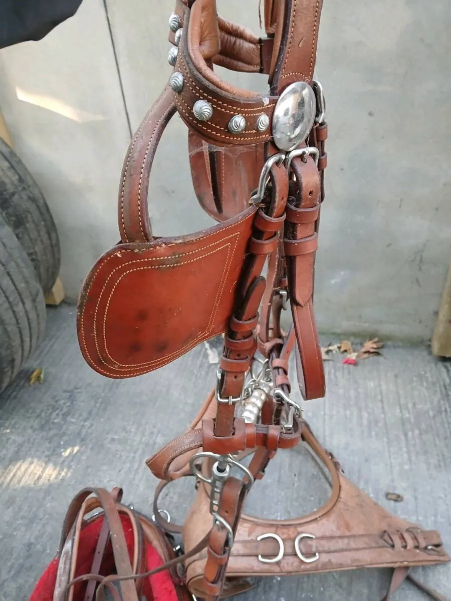 horse harness - Image 2