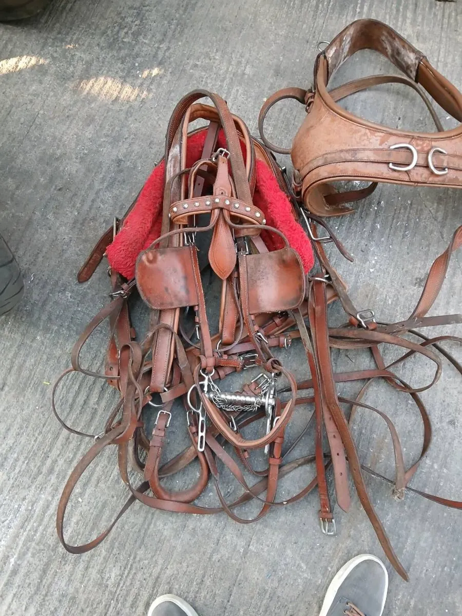 horse harness - Image 3