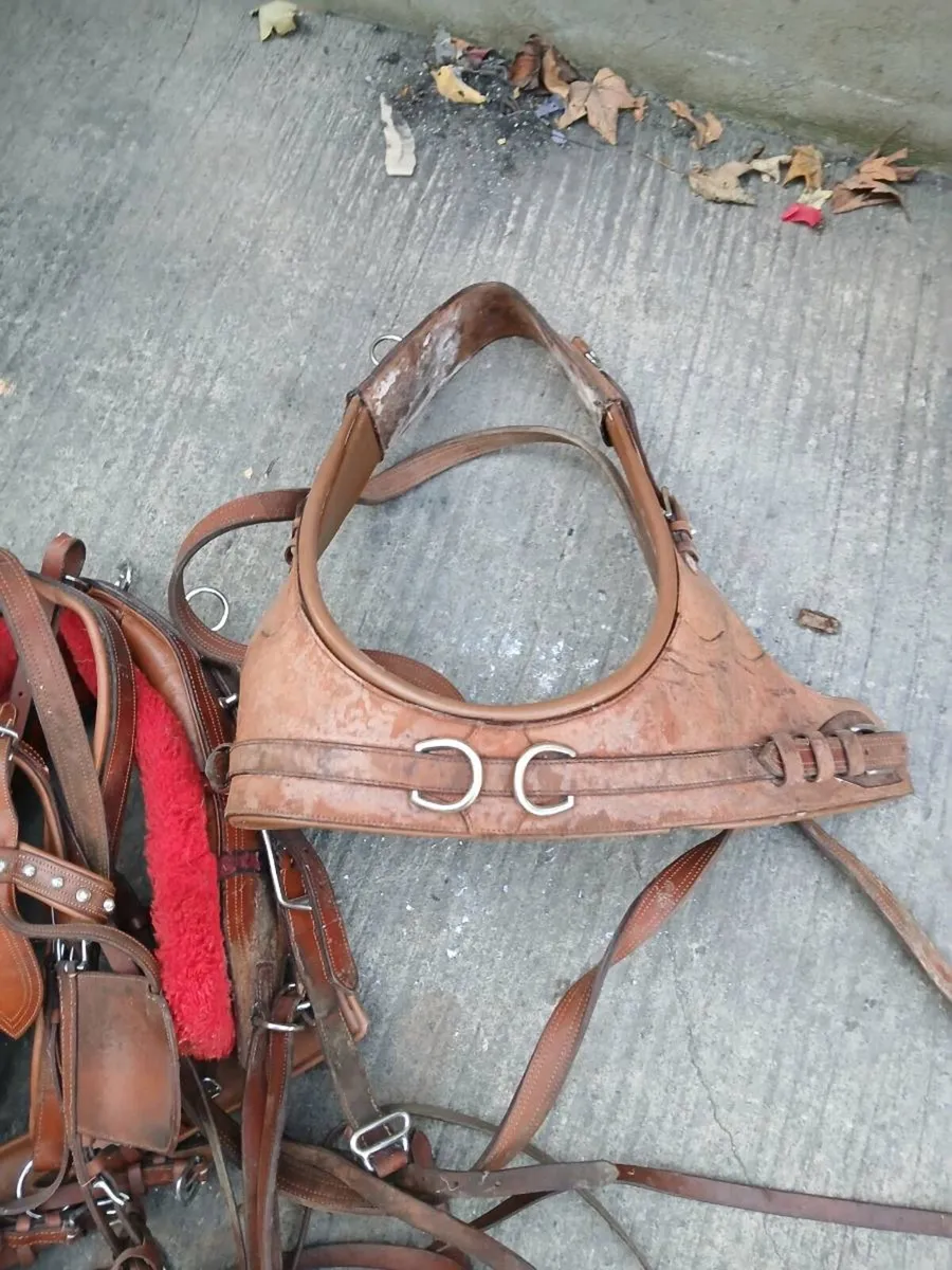 horse harness - Image 4