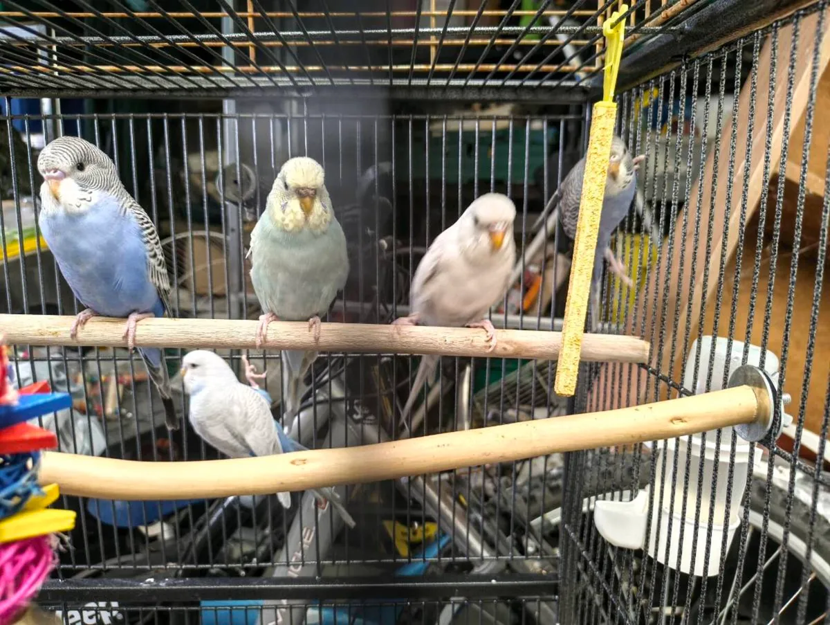 Budgies, cages and hand rearing feeding equipment - Image 2