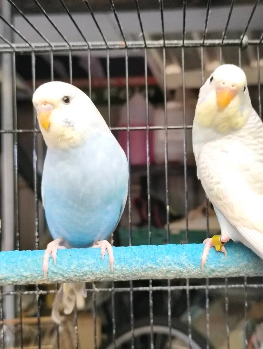 Budgies, cages and hand rearing feeding equipment - Image 1