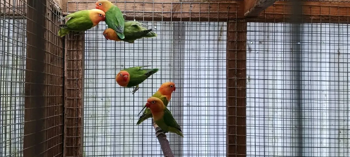 Conures, Lovebirds - Image 2