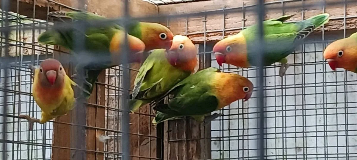 Conures, Lovebirds - Image 3