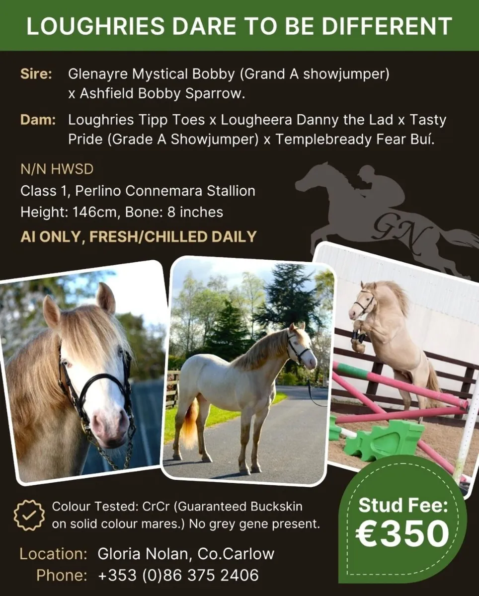 Connemara Stallion "Loughries Dare to be Different - Image 1