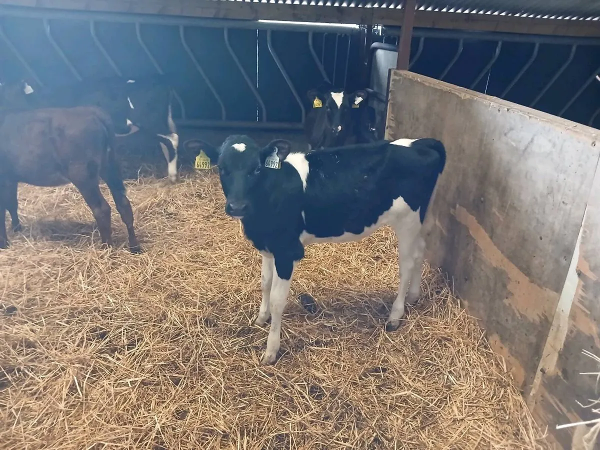 Freisan heifer calves - Image 4