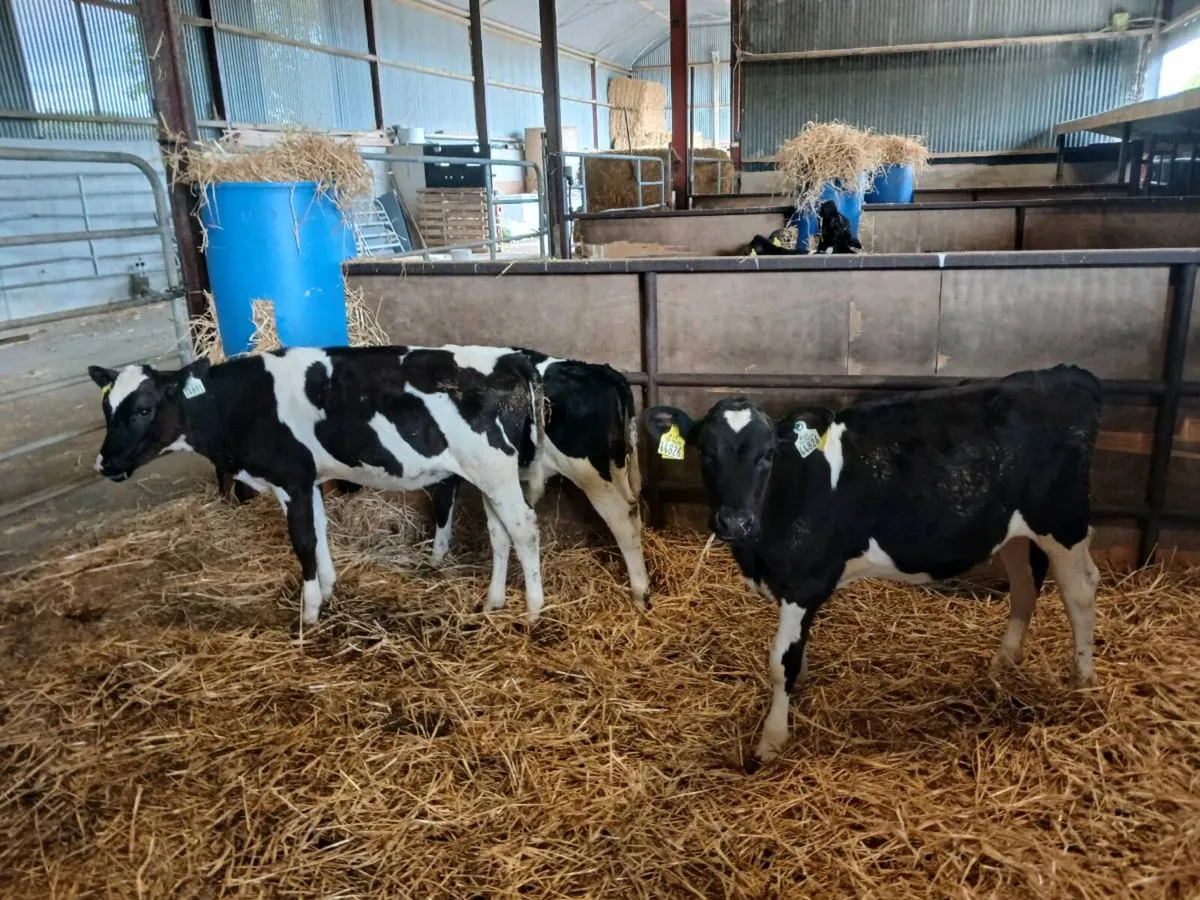 Freisan heifer calves - Image 2