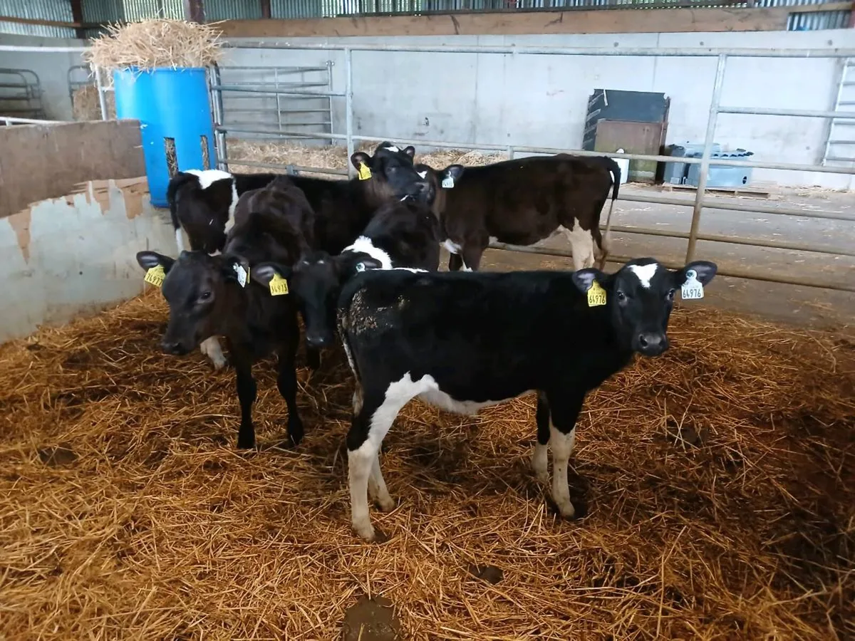 Freisan heifer calves - Image 1