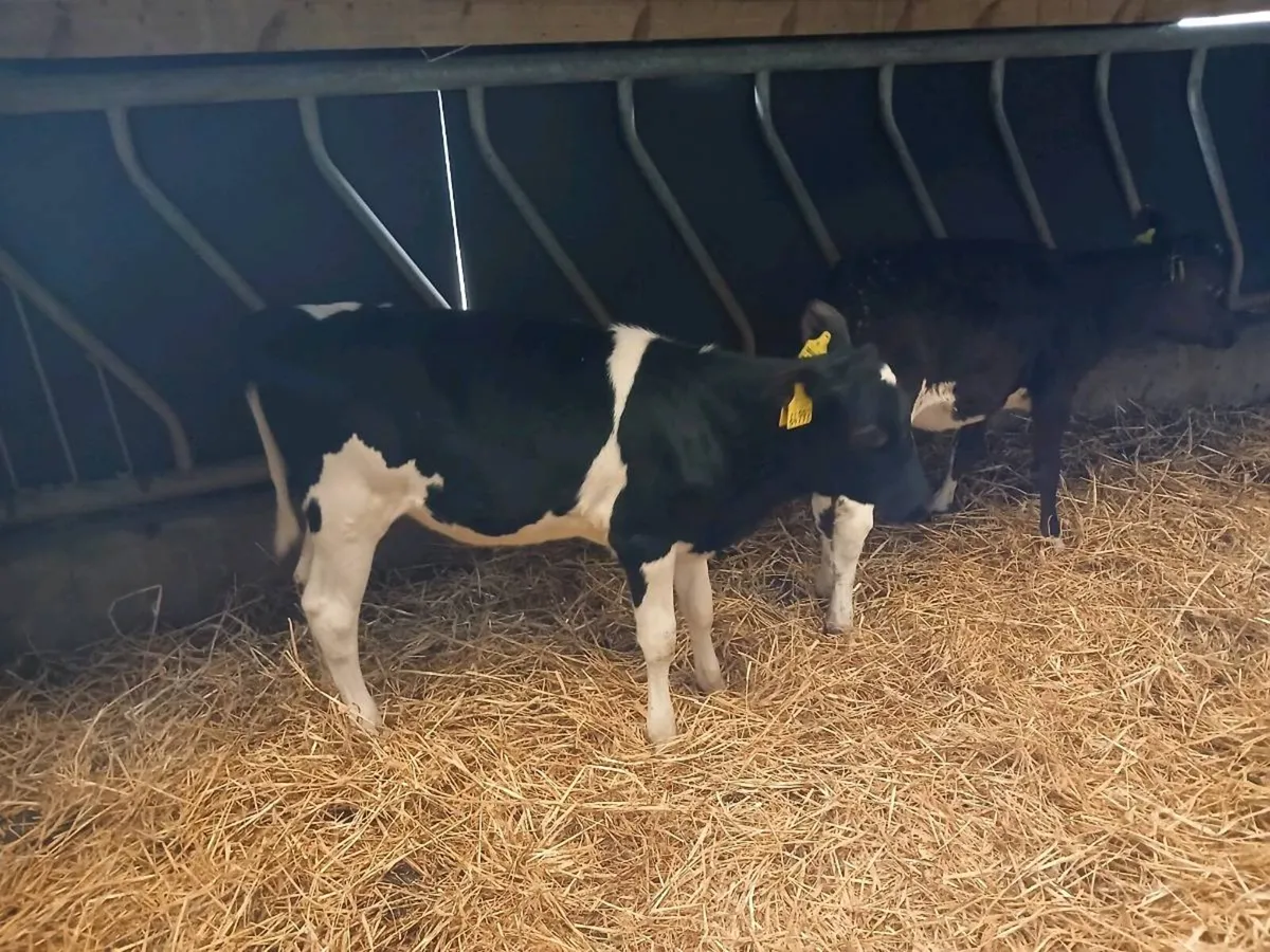Freisan heifer calves - Image 3