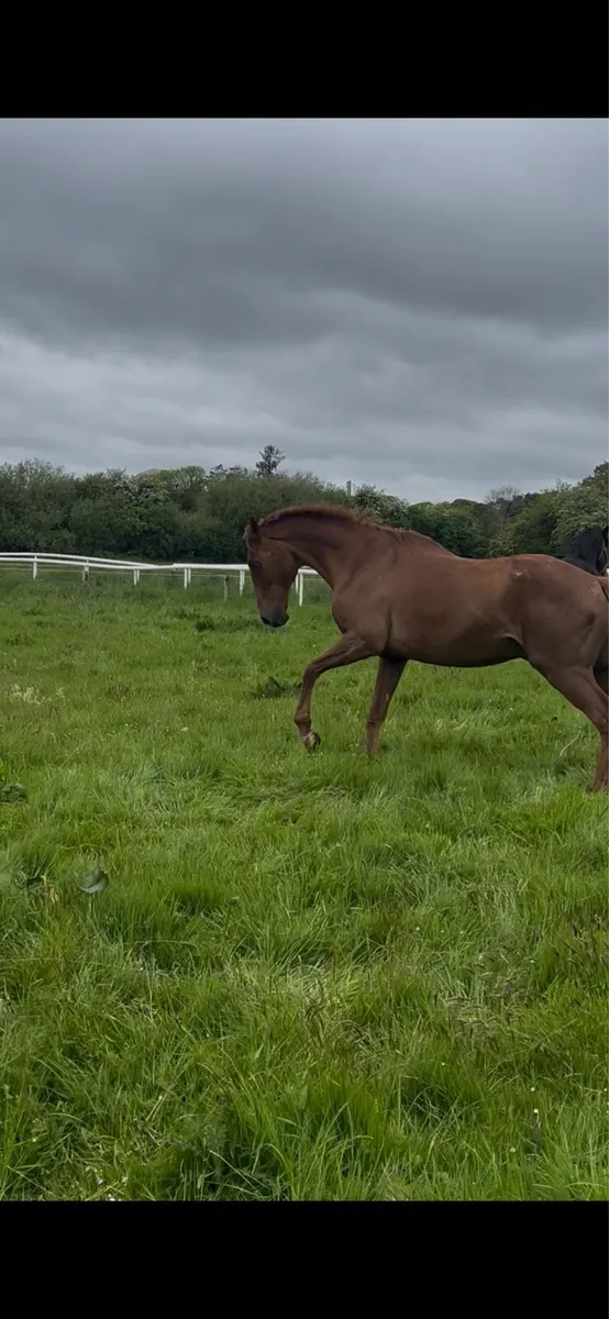 Sports horse for sale - Image 2
