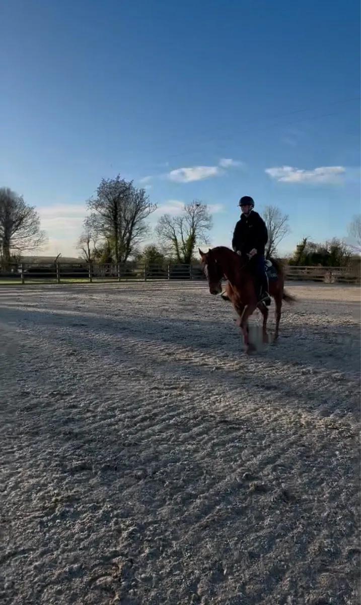 Sports horse for sale - Image 3