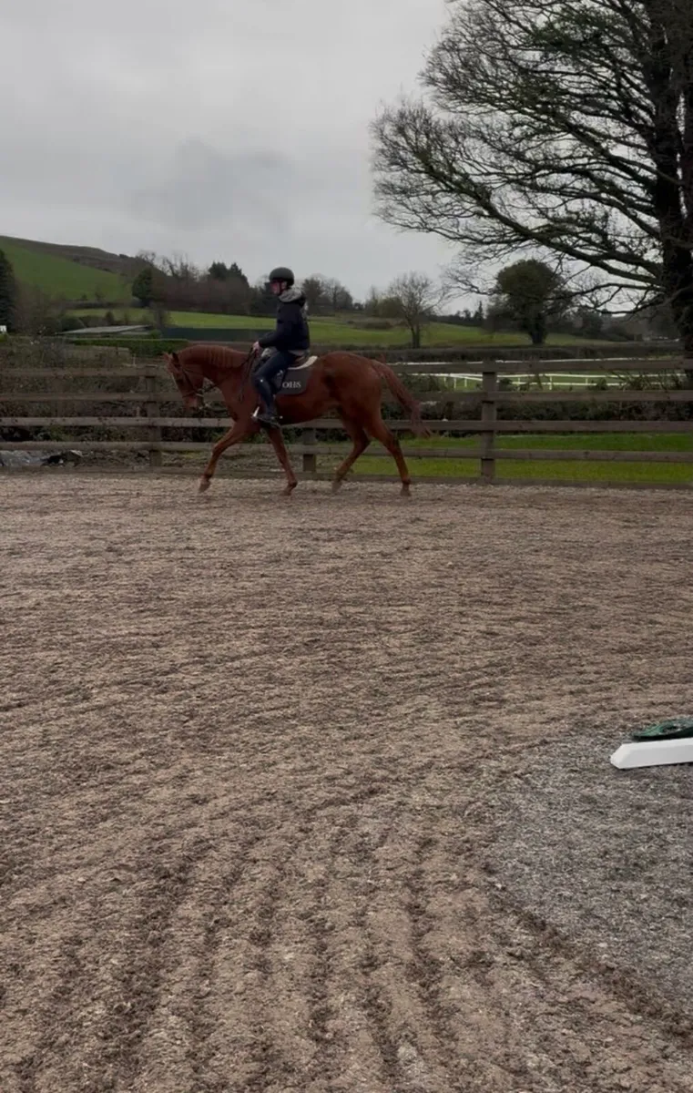 Sports horse for sale - Image 4