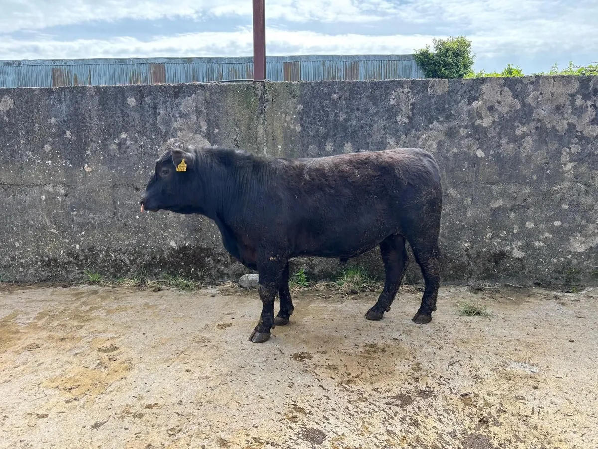 AA  PBR BULL - Image 2