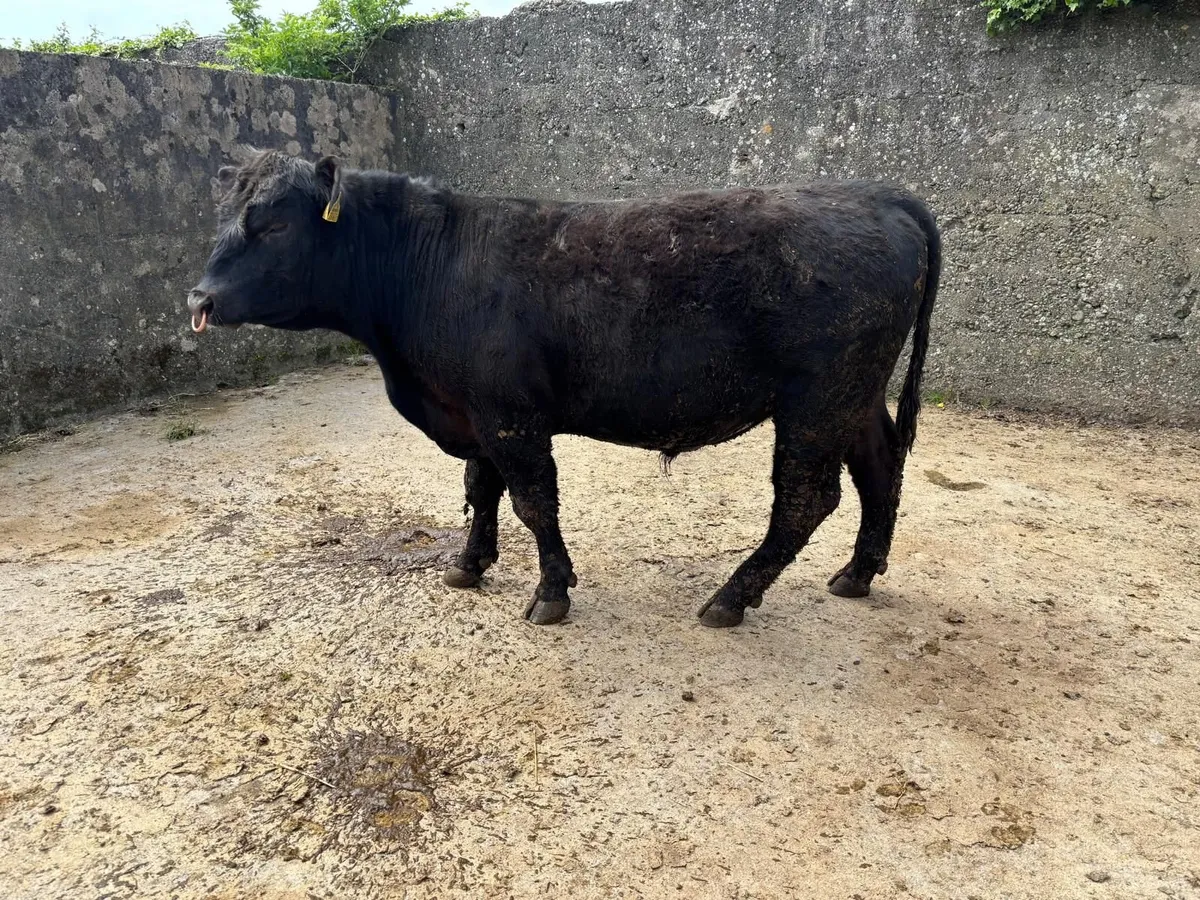 AA  PBR BULL - Image 3
