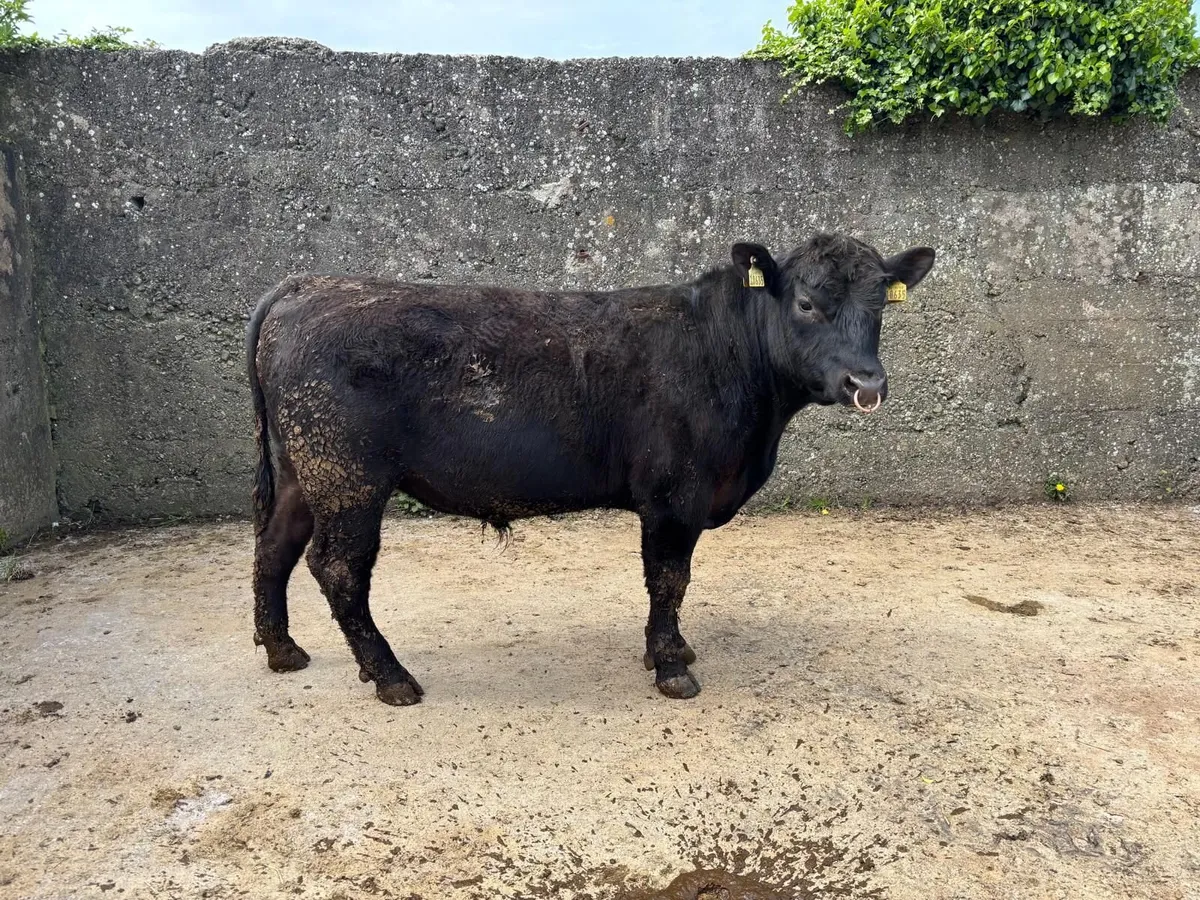 AA  PBR BULL - Image 4