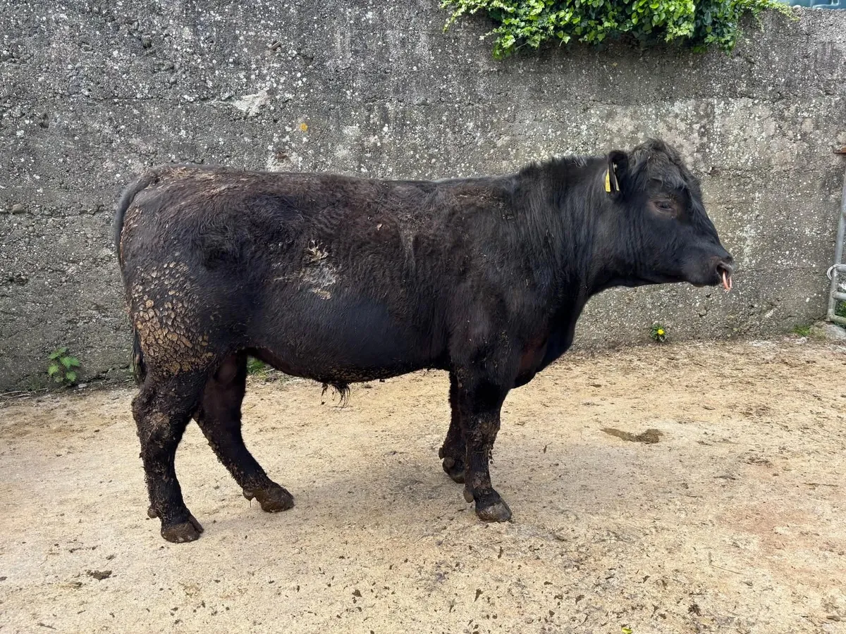 AA  PBR BULL - Image 1