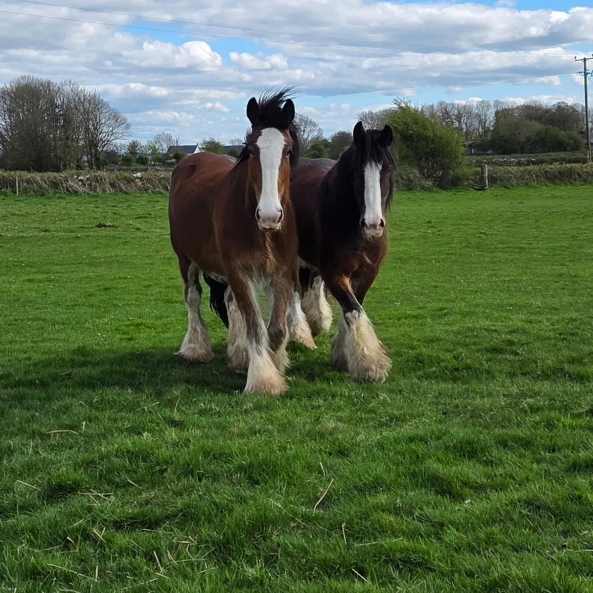 3 year old Cob gelding - Image 2