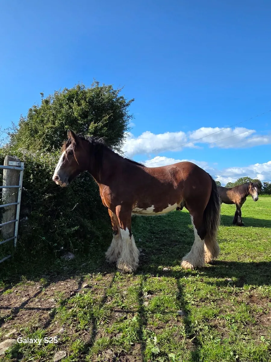 3 year old Cob gelding - Image 3