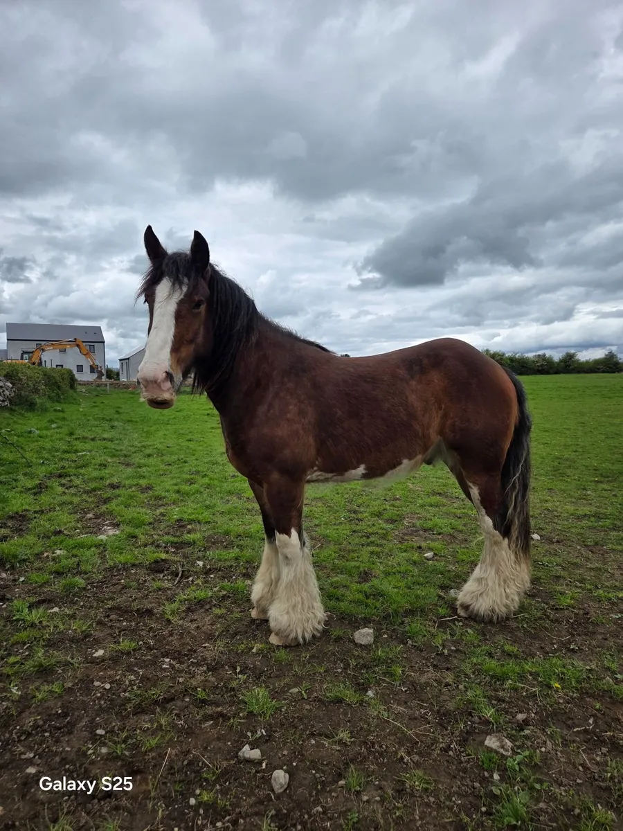 3 year old Cob gelding - Image 1