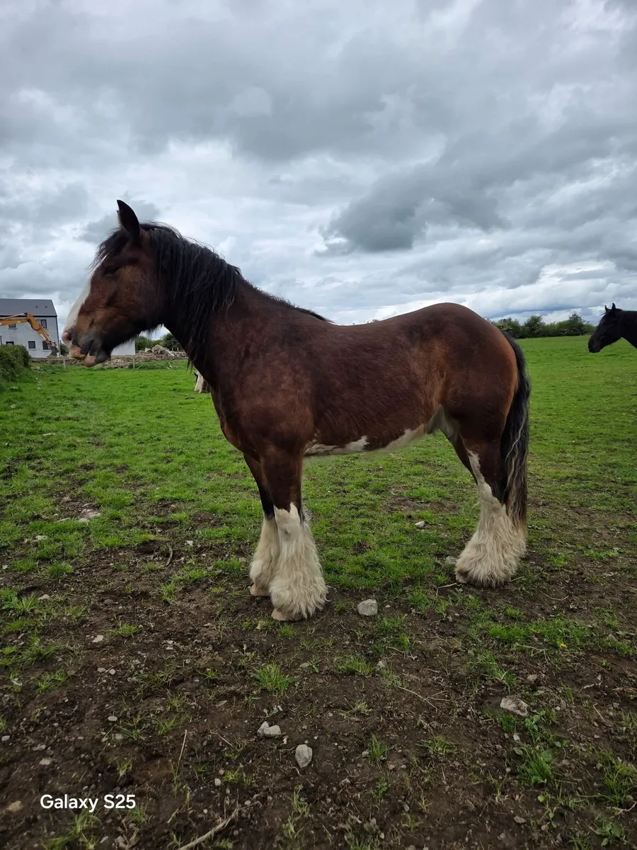3 year old Cob gelding - Image 4