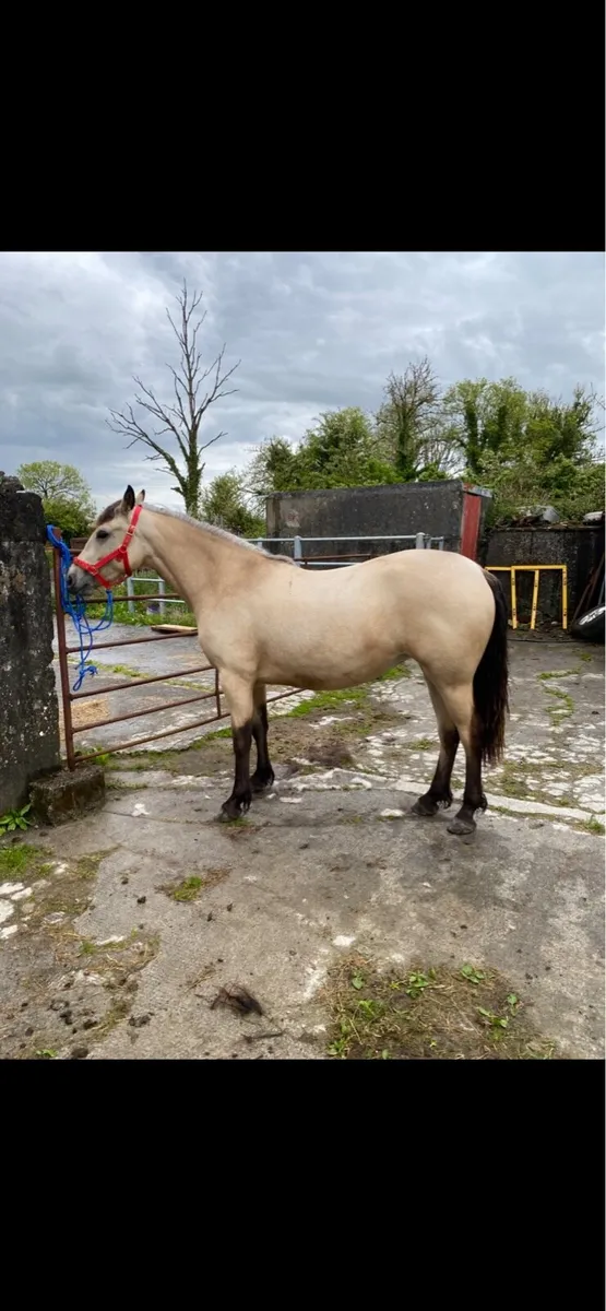 Connemara Filly - Image 2