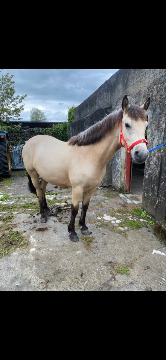 Connemara Filly - Image 3