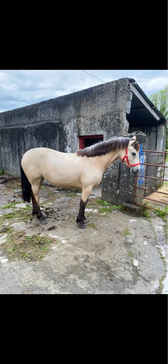 Connemara Filly - Image 4