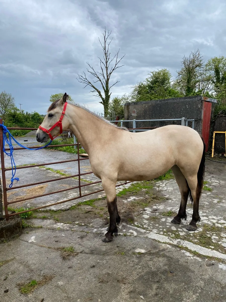 Connemara Filly - Image 1