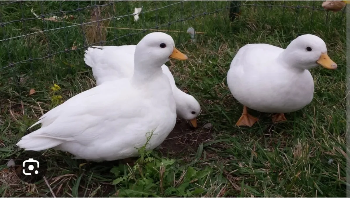 WANTED white call ducks or ducklings