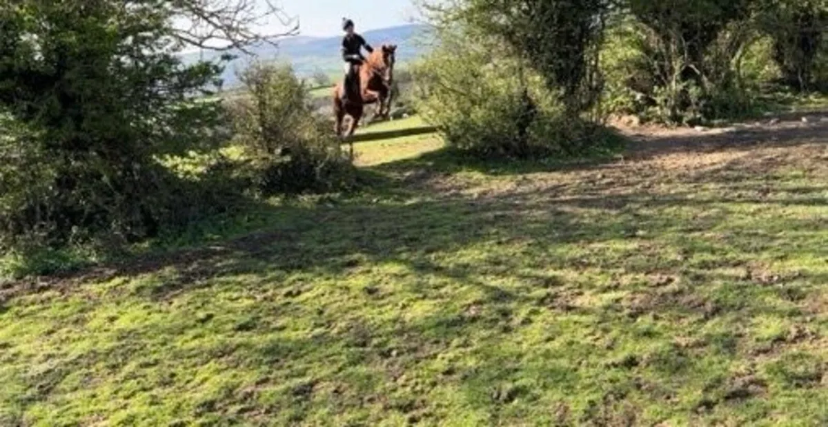 Sports horse for sale - Image 1