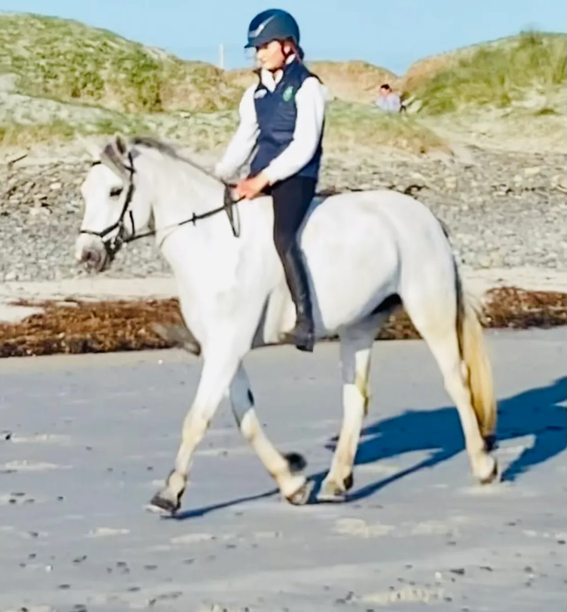 6 years 15hh Connemara - Image 3