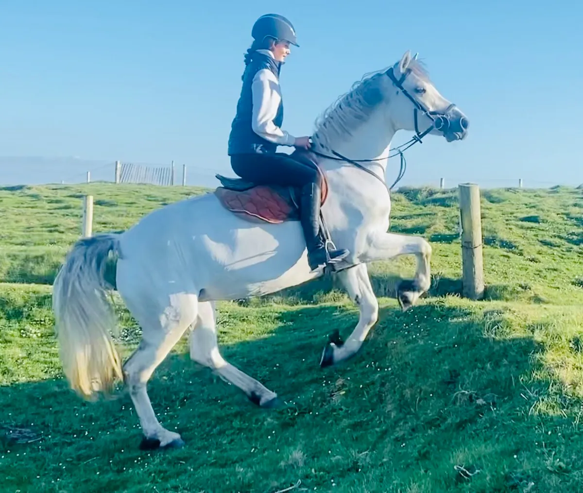 6 years 15hh Connemara - Image 4