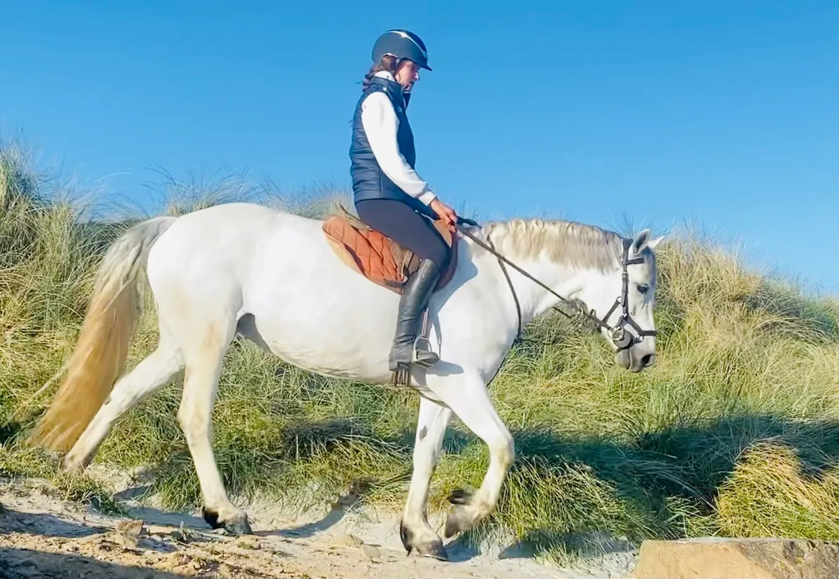 6 years 15hh Connemara - Image 2