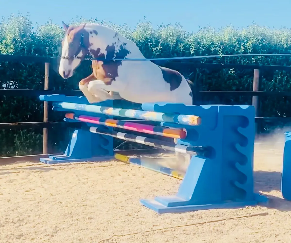 3 years Coloured Irish Sports Horse - Image 2