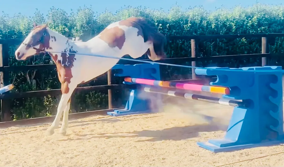 3 years Coloured Irish Sports Horse - Image 3