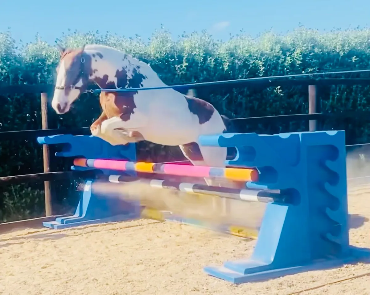 3 years Coloured Irish Sports Horse - Image 4