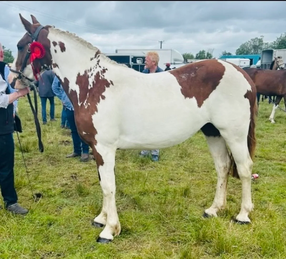 3 years Coloured Irish Sports Horse - Image 1
