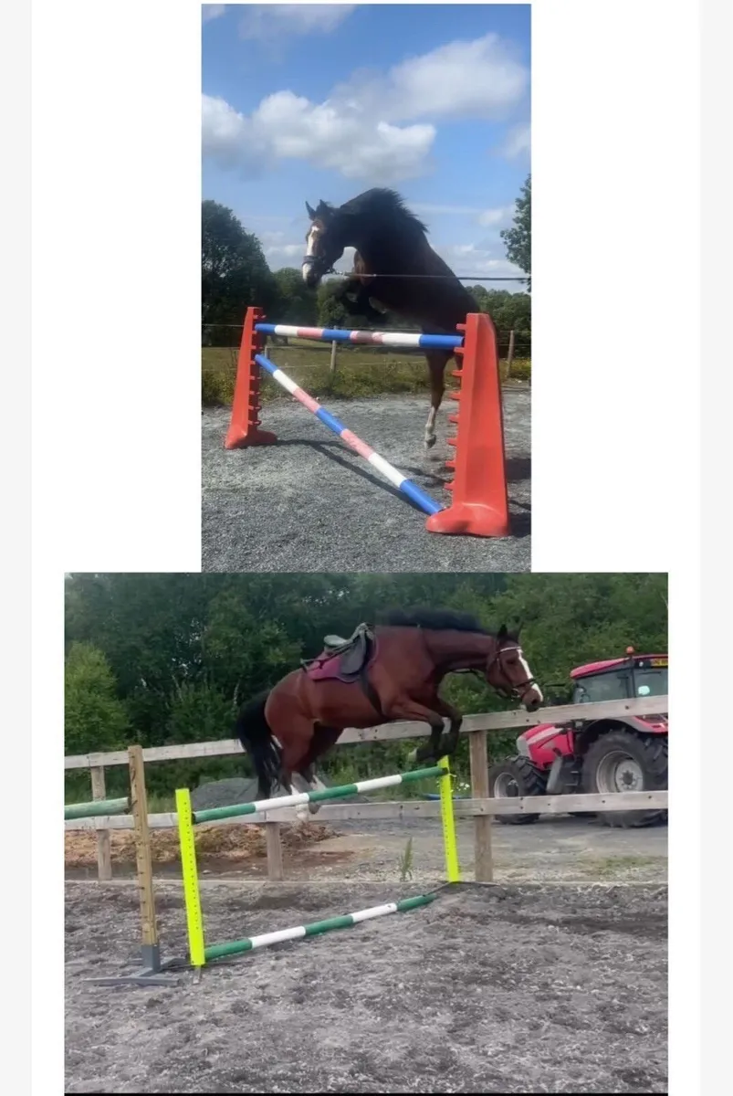 🌟 Stunning 15.2hh ISH Gelding - Image 2