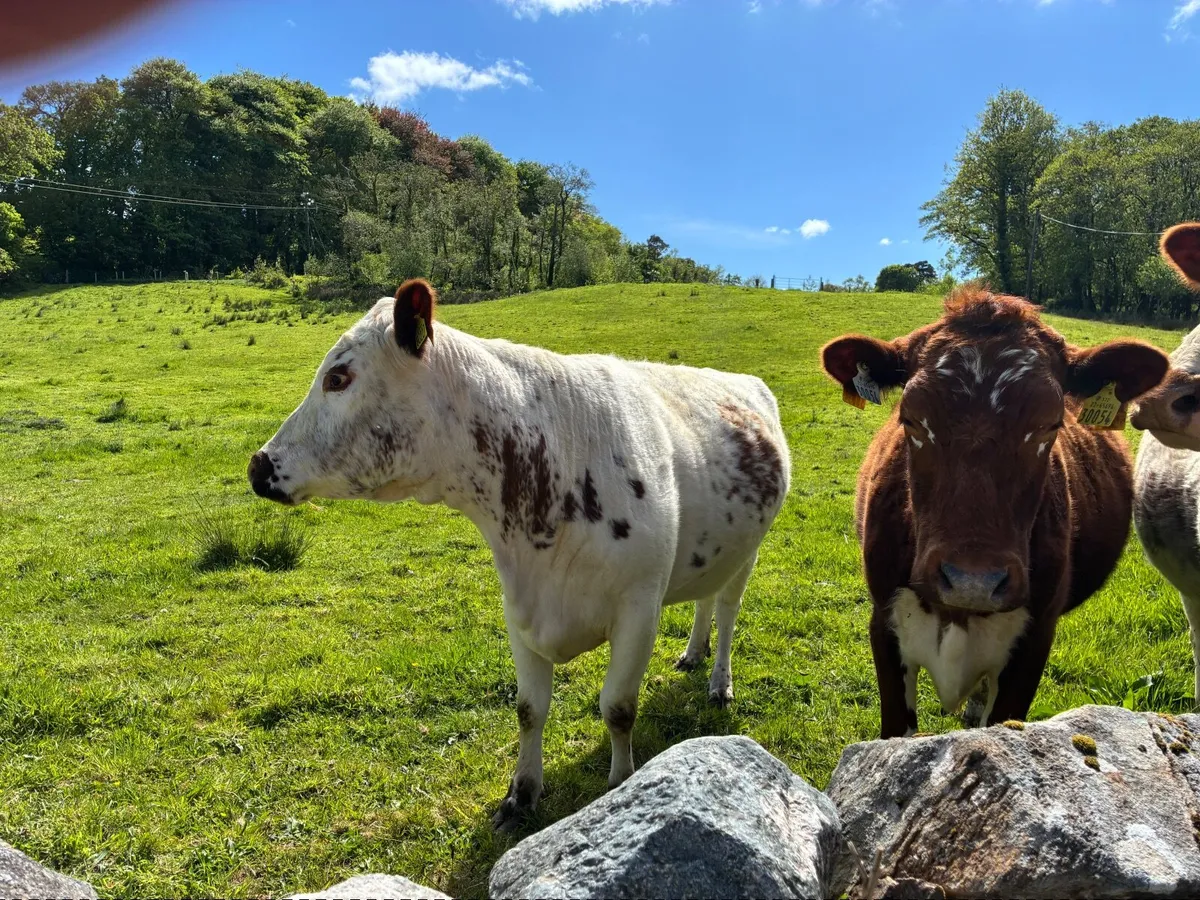 Irish Moiled Cow - Image 3