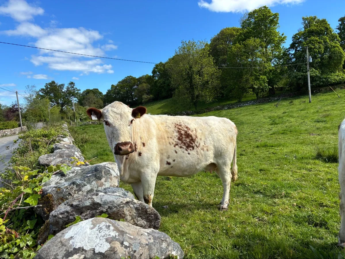 Irish Moiled Cow - Image 2